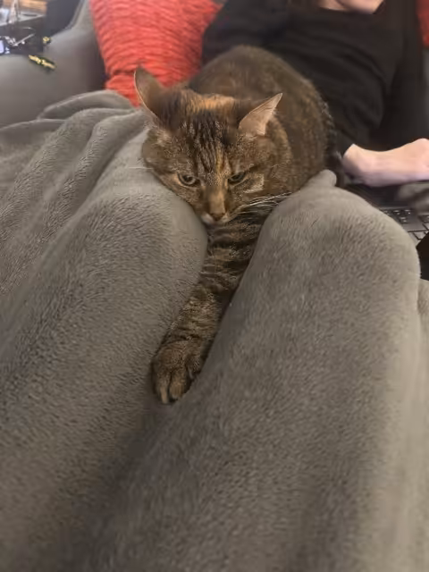 Image of a tabby cat laying on someone's lap. She looks annoyed with one leg sticking out.